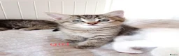 Mixed Breed cats for sale: Beautiful Ragdoll & British Shorthair Mix Kittens  - Advert 2