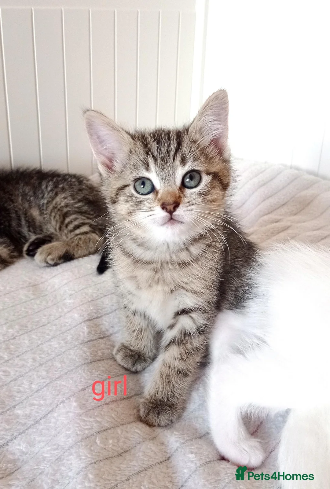 Mixed Breed cats for sale: Beautiful Ragdoll & British Shorthair Mix Kittens  - Advert 2
