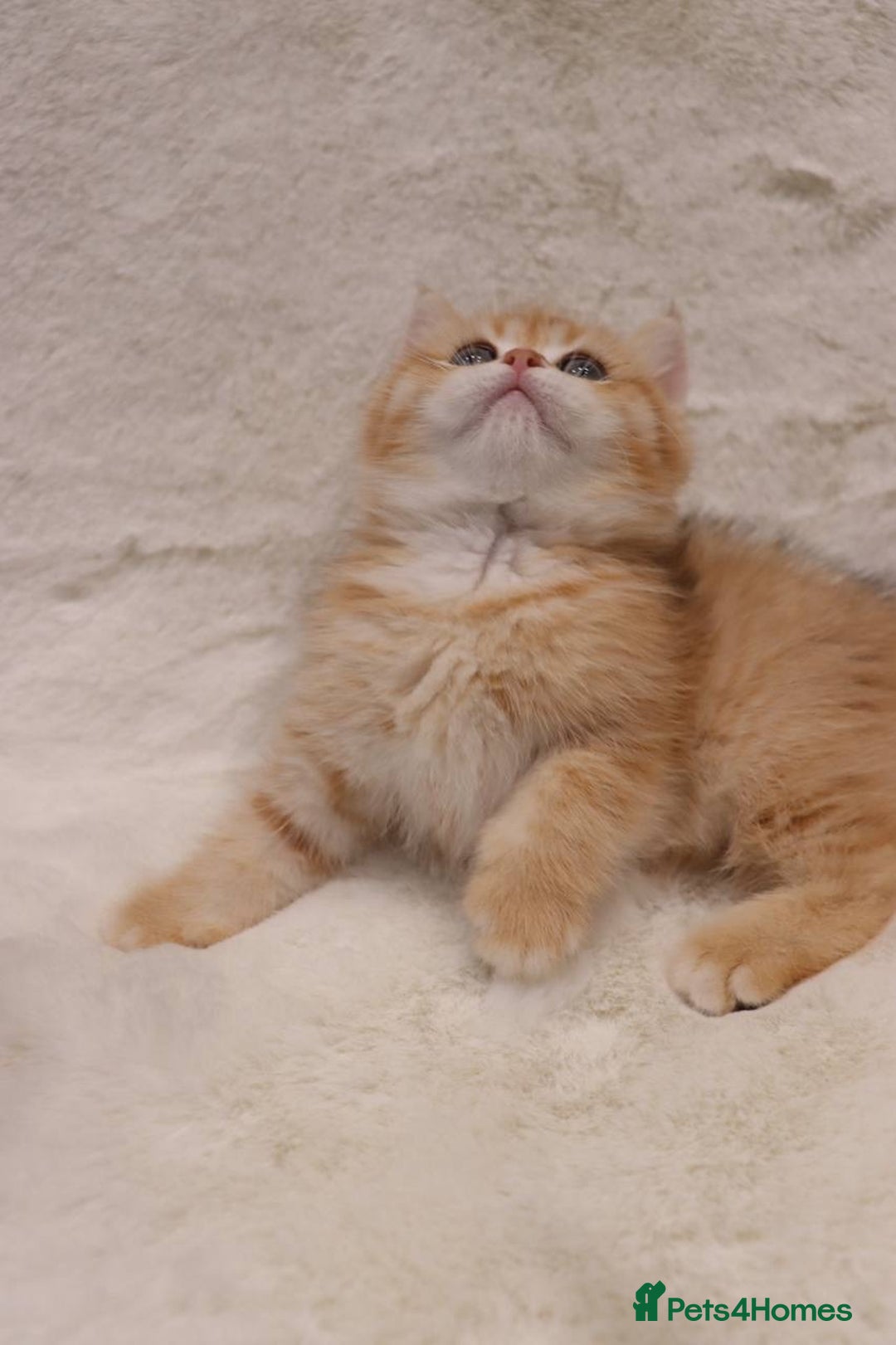 British Shorthair cats for sale: Champion Bloodlines BSH kittens  - Image 4
