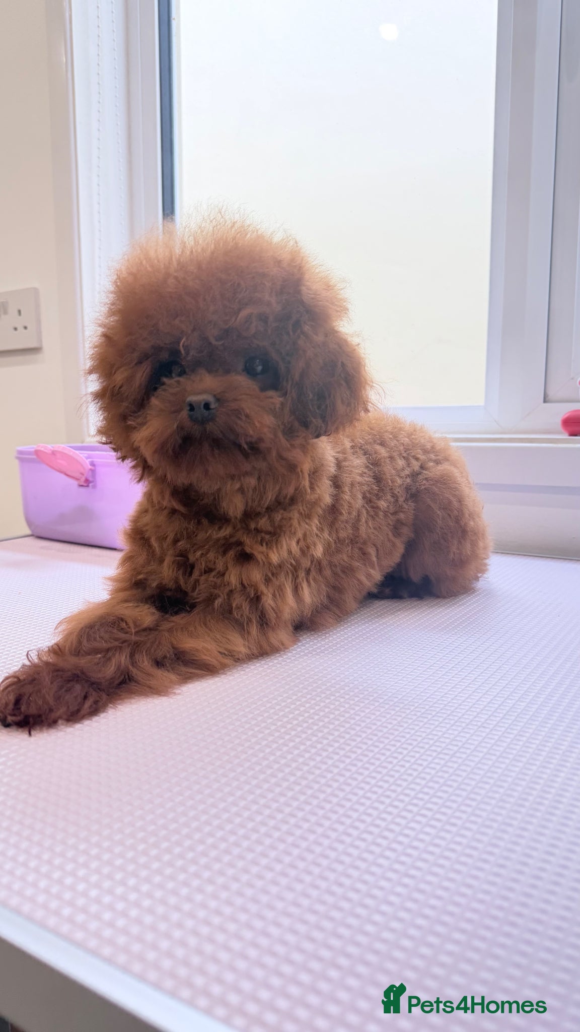 Toy Poodle dogs Asian toy poodle Stud - Advert 1