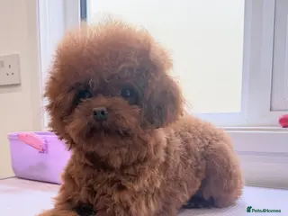 Toy Poodle dogs Asian toy poodle Stud - Advert 1