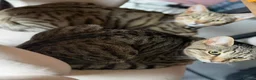 British Shorthair cats for sale: 2 x male (brothers)  - Advert 3