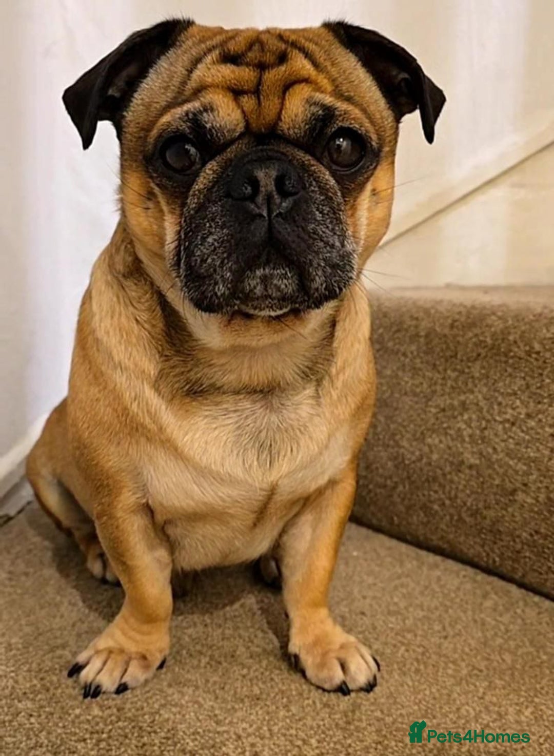 Pug dogs for stud: For Stud - Apricot Fawn Pug Benson. - Image 6