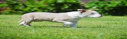 Old Tyme Bulldog dogs for sale: 23 YEARS, EXPERIENCE, 5 STAR RATED, LICENSED - Advert 3
