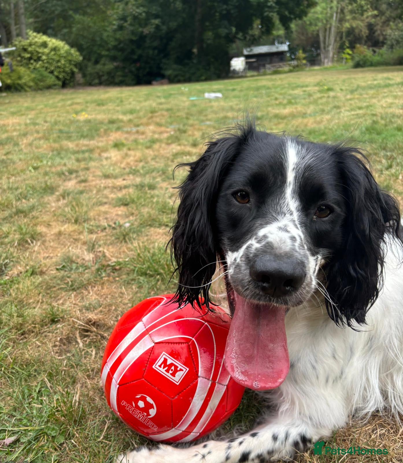 English Springer Spaniel dogs Fully health tested ess - Advert 9