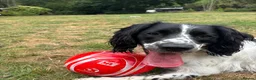 English Springer Spaniel dogs for sale: Fully health tested ess - Advert 1