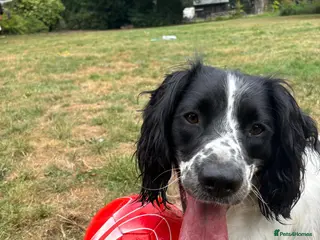 English Springer Spaniel dogs Fully health tested ess - Advert 9