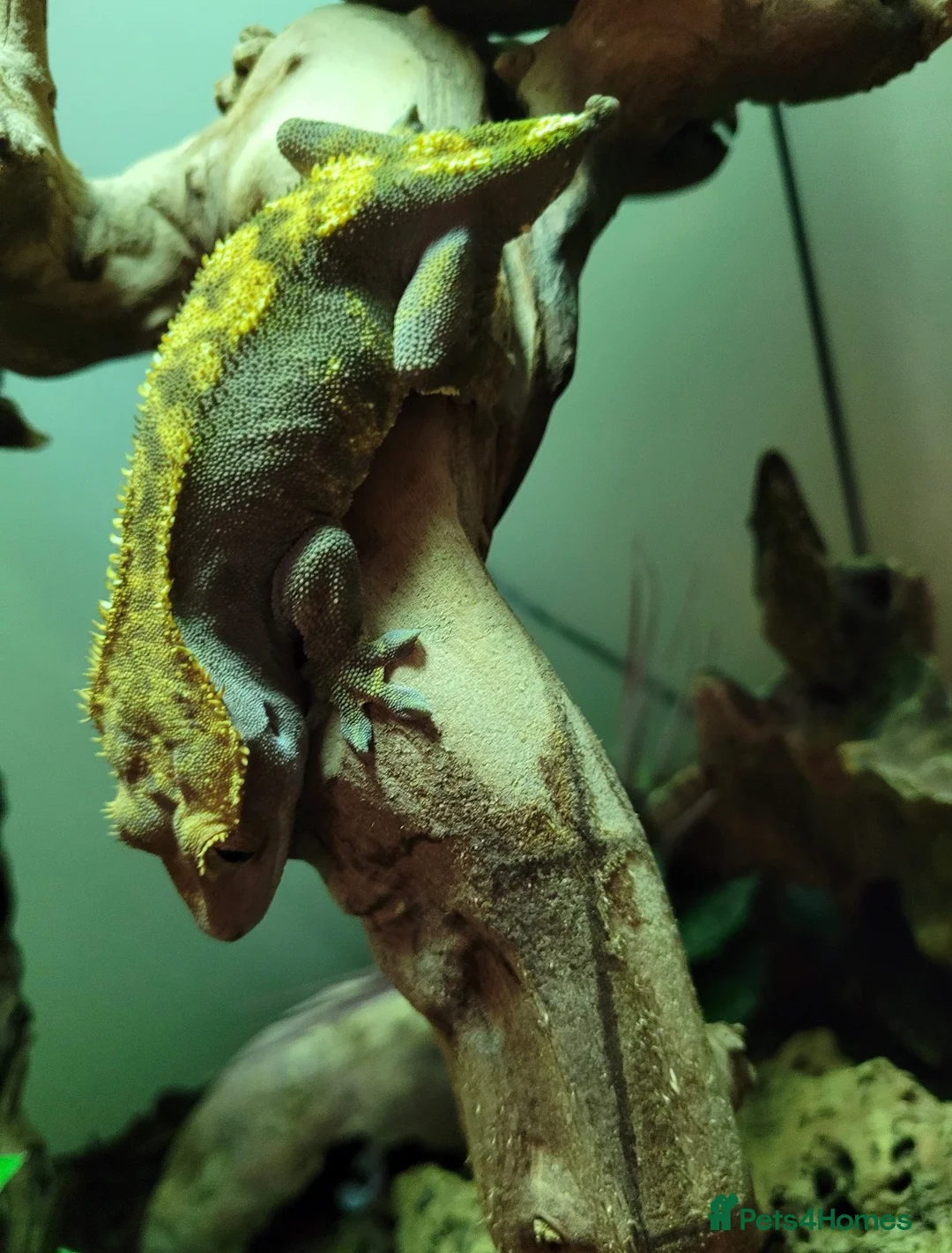 Leopard Gecko reptiles for sale: no geckos for sale. please read. - Advert 6