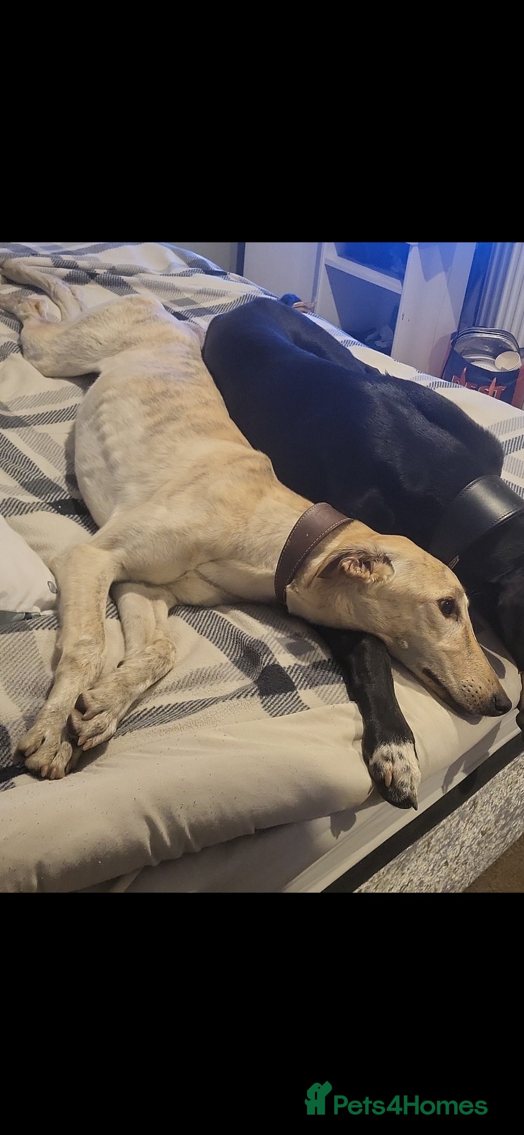 Lurcher dogs for sale: Collie wippet  - Advert 3