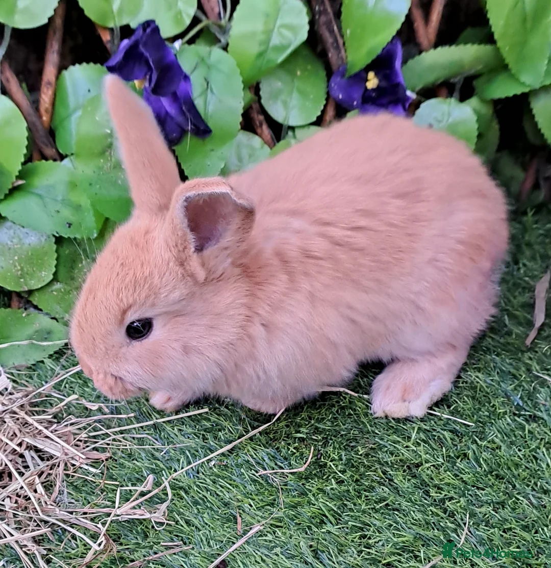 Continental Giant rabbits for sale: Pure Continental Giants - Vaccinated - RESERVE  😍 - Advert 5