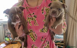 American Bully dogs for sale: Lovely pocket bully pup - Advert 9