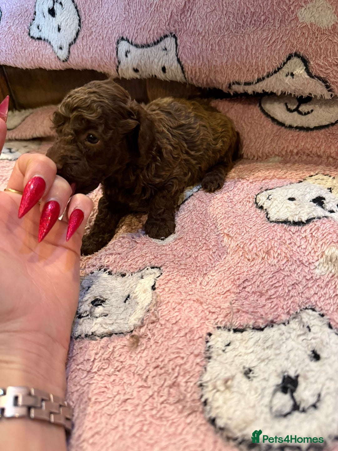Toy Poodle dogs for sale: Exquisite Toy Poodle pups - Health tested parents - Image 10