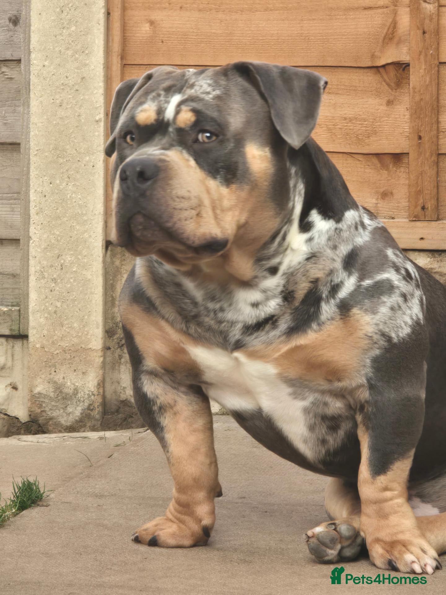 American Bully dogs ABKC Registered Male Stud "Thor" . - Advert 10