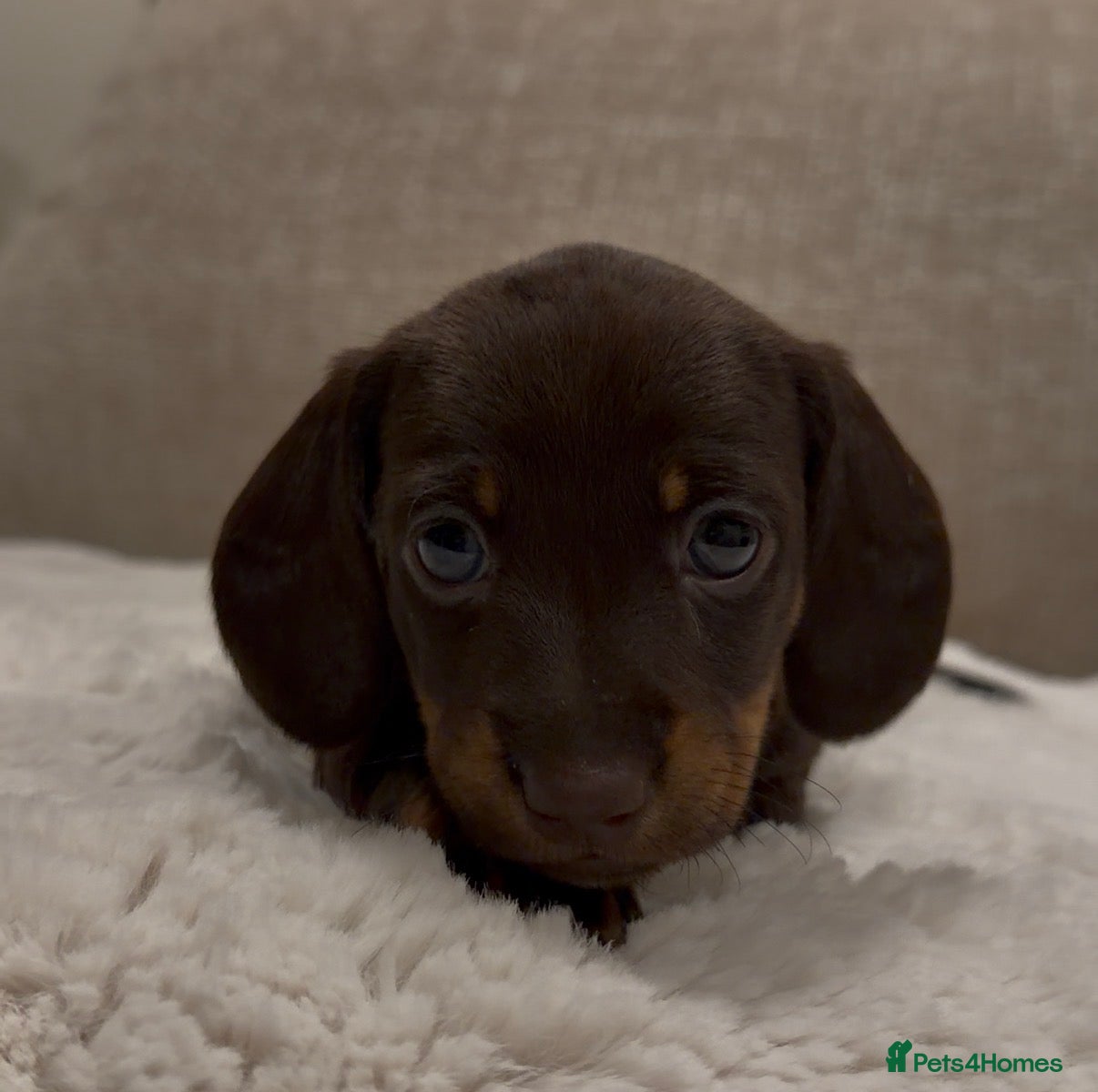 Miniature Dachshund dogs MiniatureDachshund, best bloodlines - Advert 1