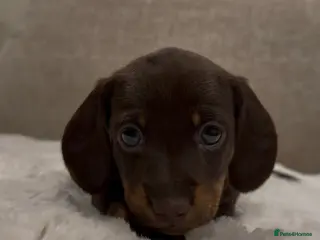 Miniature Dachshund dogs MiniatureDachshund, best bloodlines - Advert 1