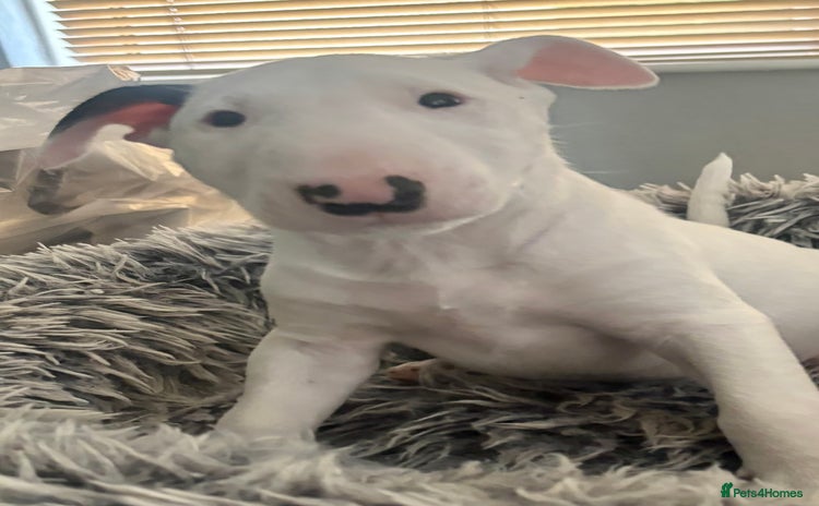 English Bull Terrier dogs - Advert 1
