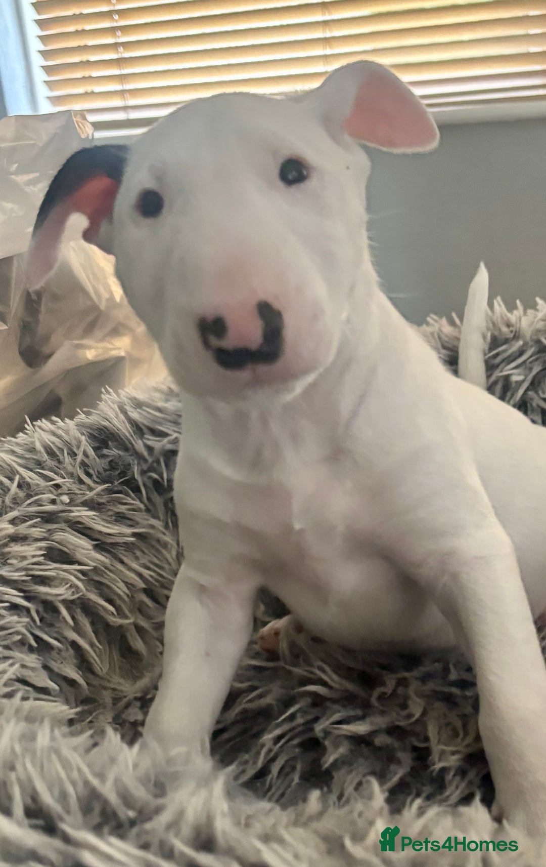 English Bull Terrier dogs for sale: Outstanding male bull terriers  - Image 1