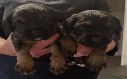 Border Terrier dogs for sale: Stunning SLEM clear KC reg blue and tan bitch pup - Image 1