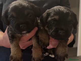 Border Terrier dogs - Advert 18