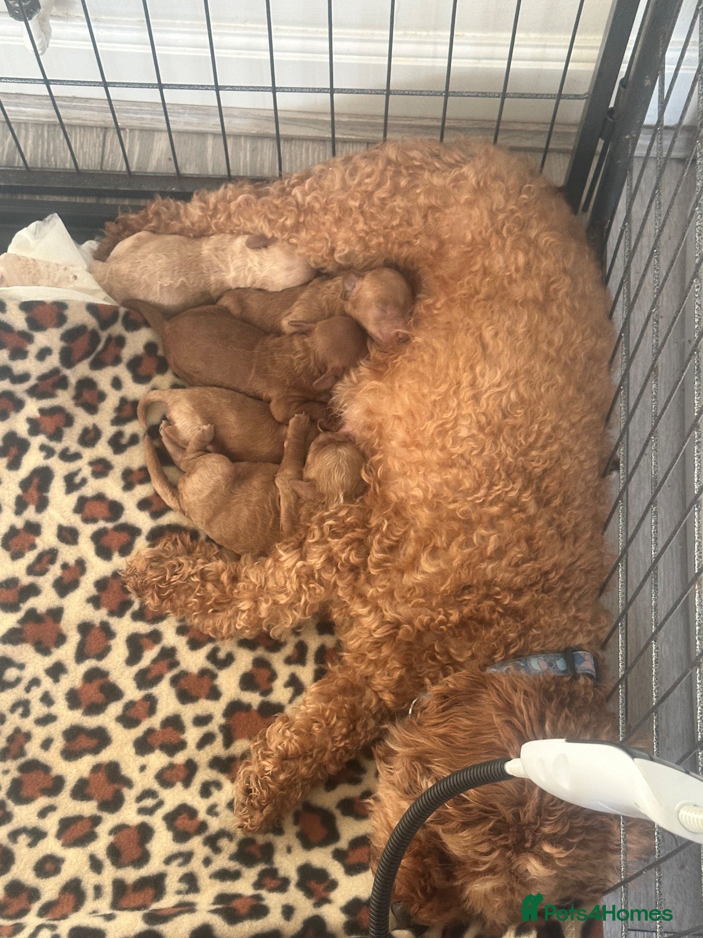 Cavapoo dogs Cavapoo f1b - Advert 6
