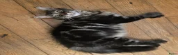 Maine Coon cats for sale: Ready now adorable maine coon Kittens 2 boys - Advert 8