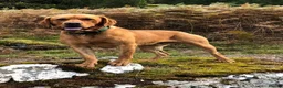 Labrador Retriever dogs for sale: Stunning KC Lab Pups- Sired By Woodruff Numero Uno - Advert 7