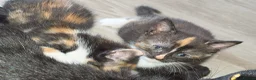 Mixed Breed cats for sale: Calico babies - Advert 6