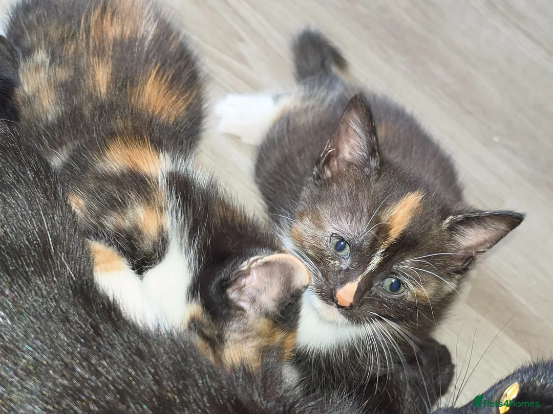 Mixed Breed cats for sale: Calico babies - Advert 6
