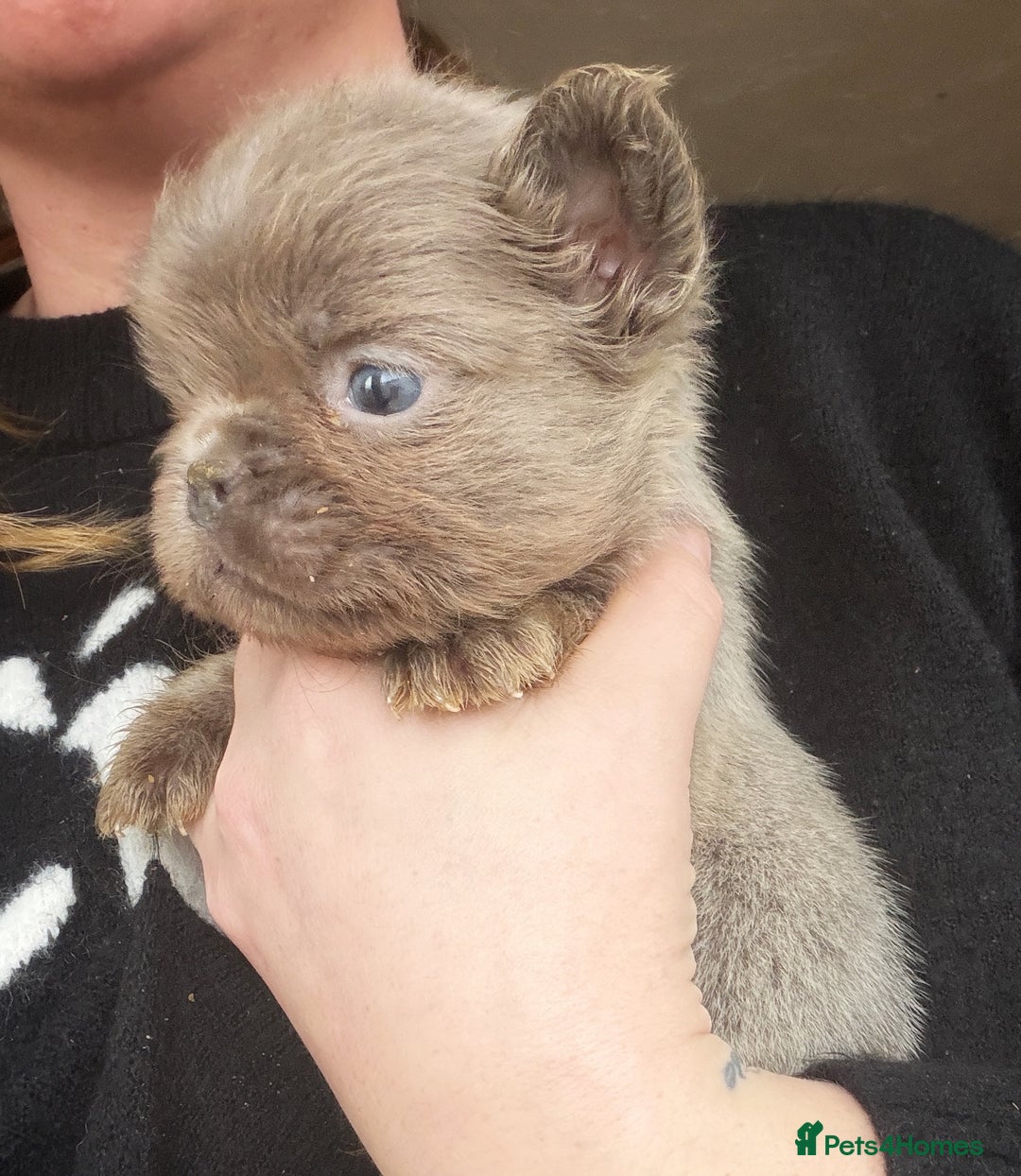 French Bulldog dogs for sale: Fluffy French bulldog puppies health clear  - Advert 4