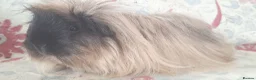 Guinea Pig rodents for sale: MEADOW SIDE CAVIES BABY GUINEA PIGS HEREFORDSHIRE  - Advert 26