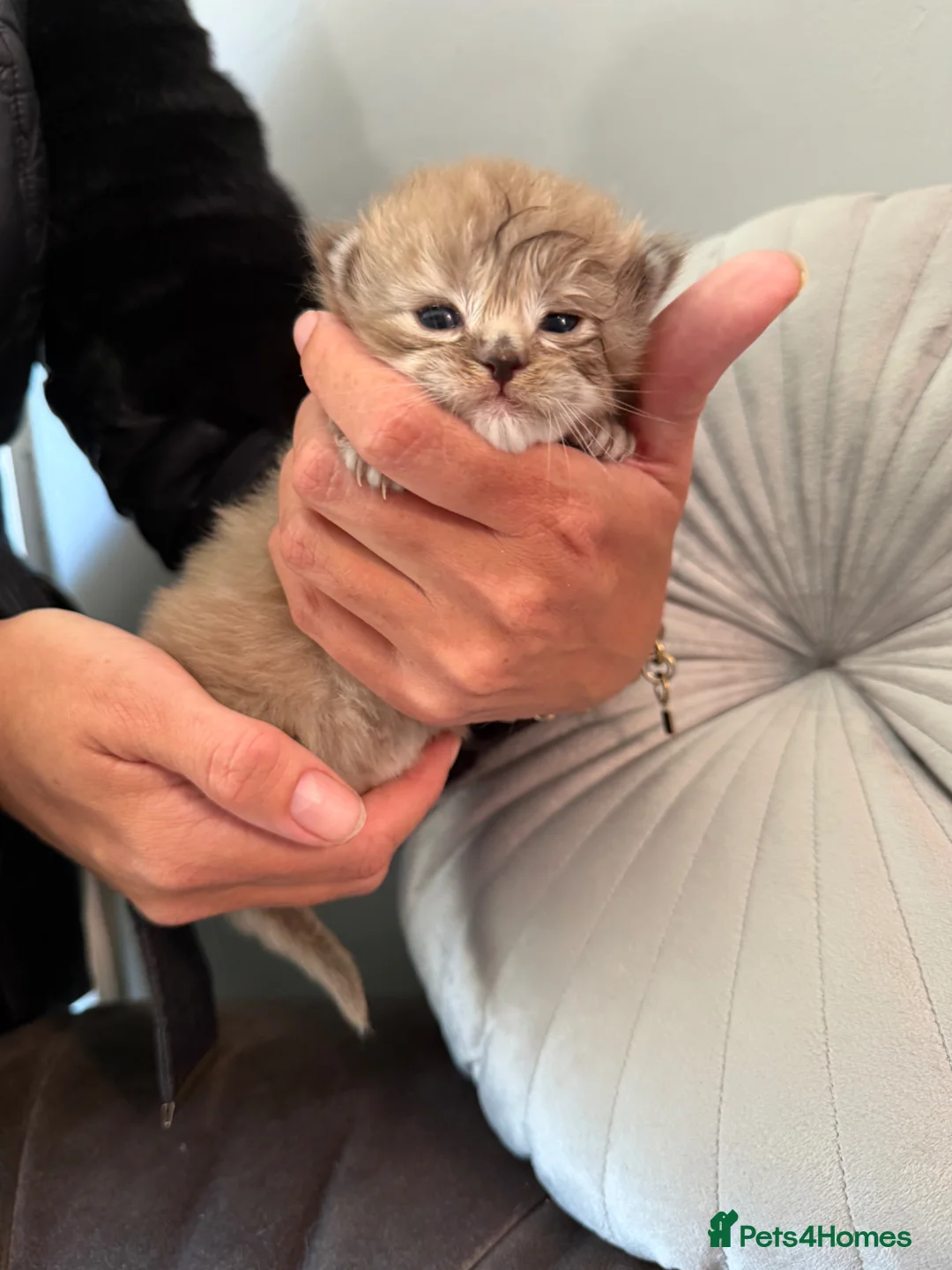 Maine Coon cats for sale: G mainecoon babies  - Advert 10