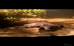 Terrapin reptiles for sale: Bulkan pond turtles - Image 2