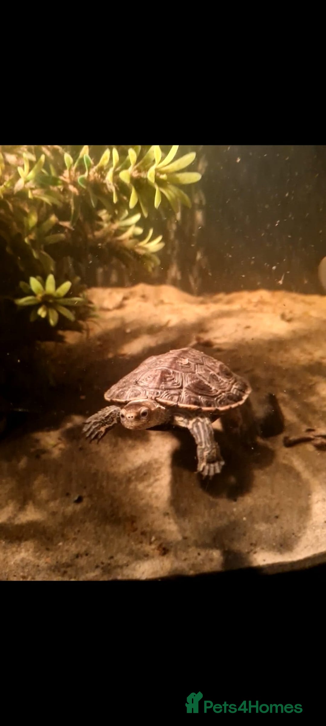 Terrapin reptiles for sale: Bulkan pond turtles - Image 2