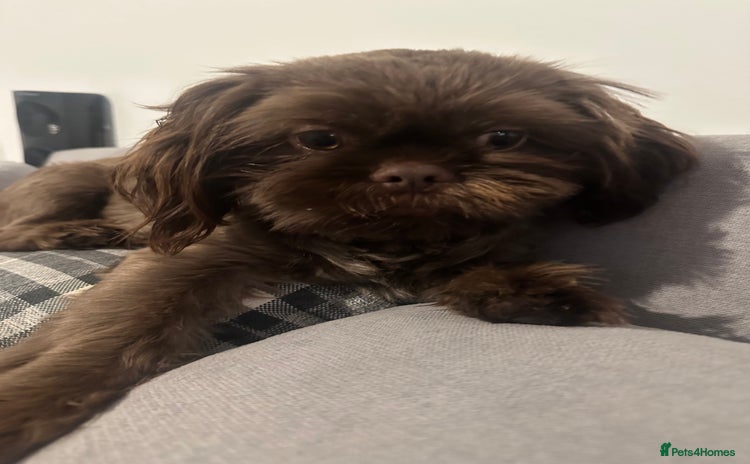 Shih Tzu dogs - Advert 1