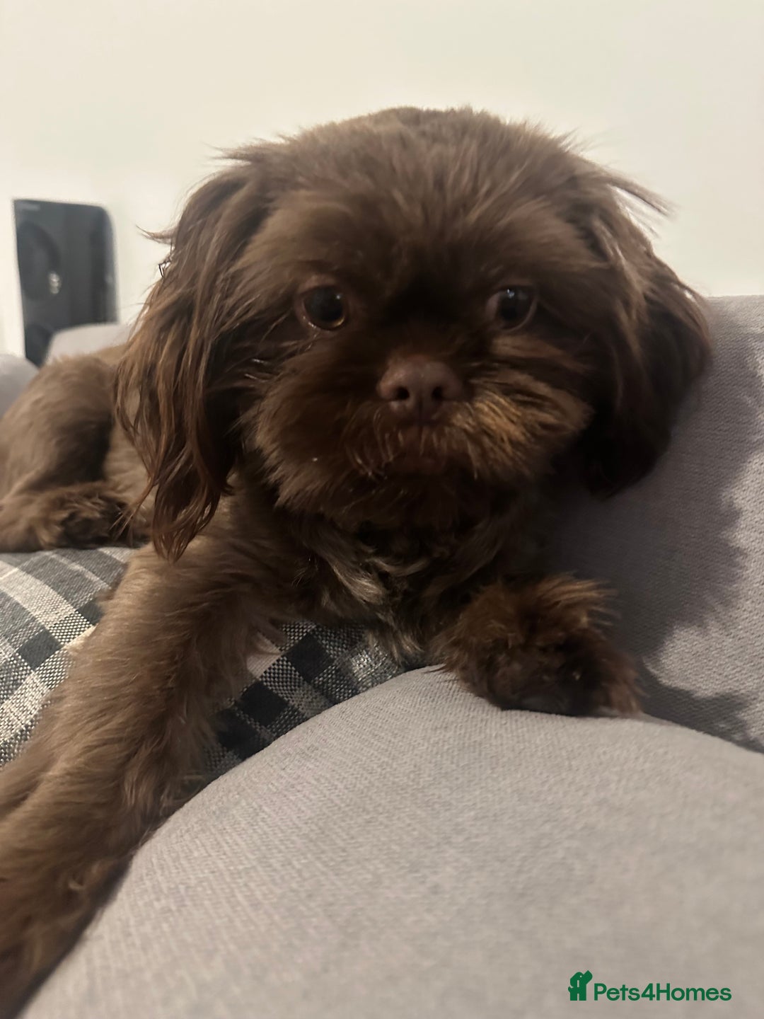 Shih Tzu dogs for sale: Chocolate puppy looking for his FURever home  - Image 1