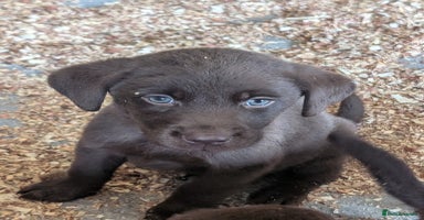 Labrador Retriever dogs - Advert 16