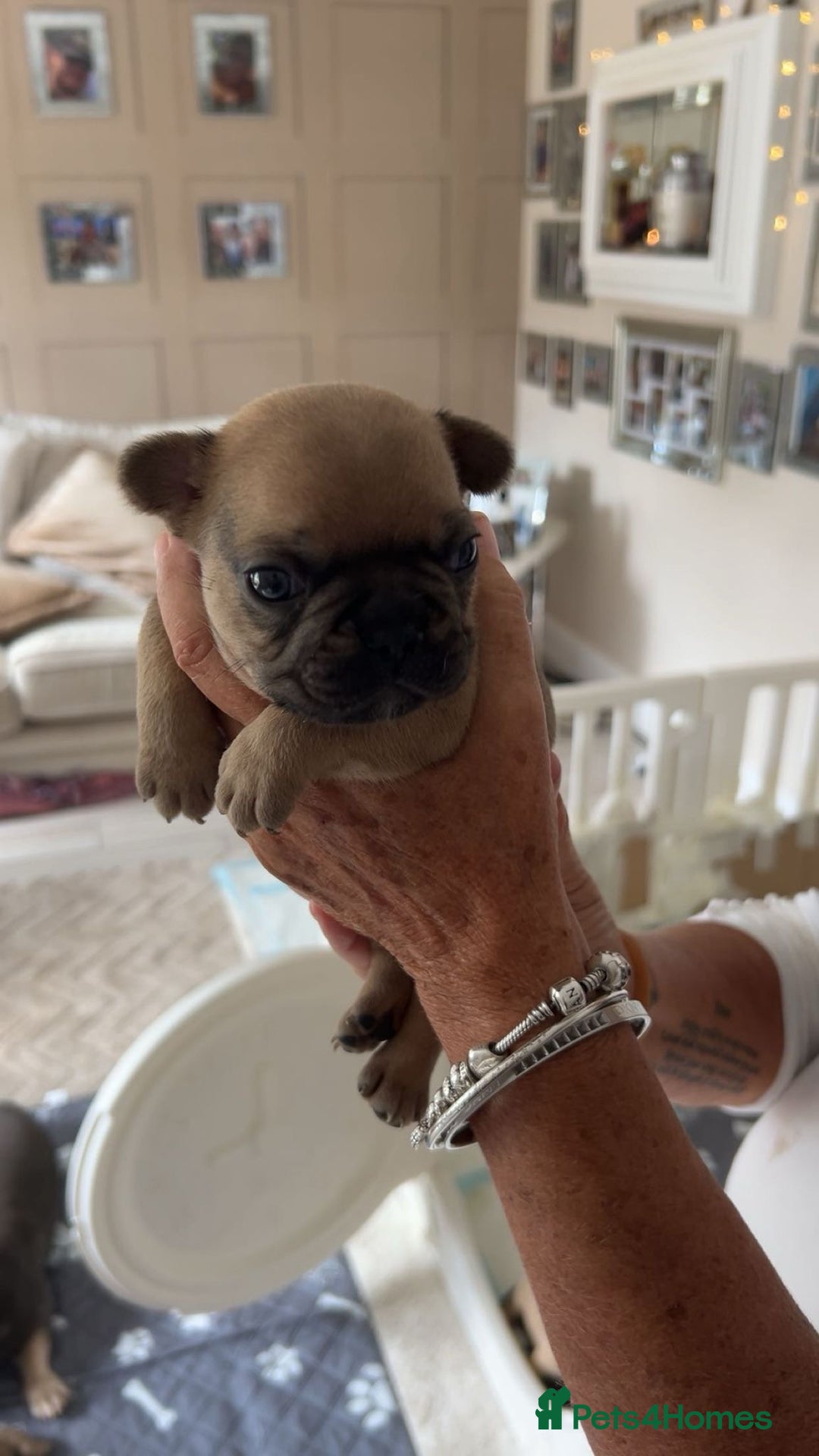 French Bulldog dogs for sale: French Bulldog puppies - Image 15