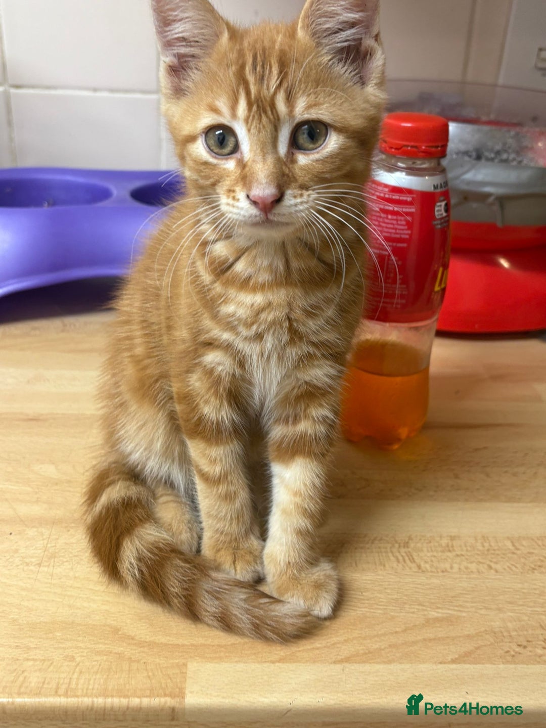 Mixed Breed cats for sale: 4 stunning kittens looking for their forever home. - Image 34
