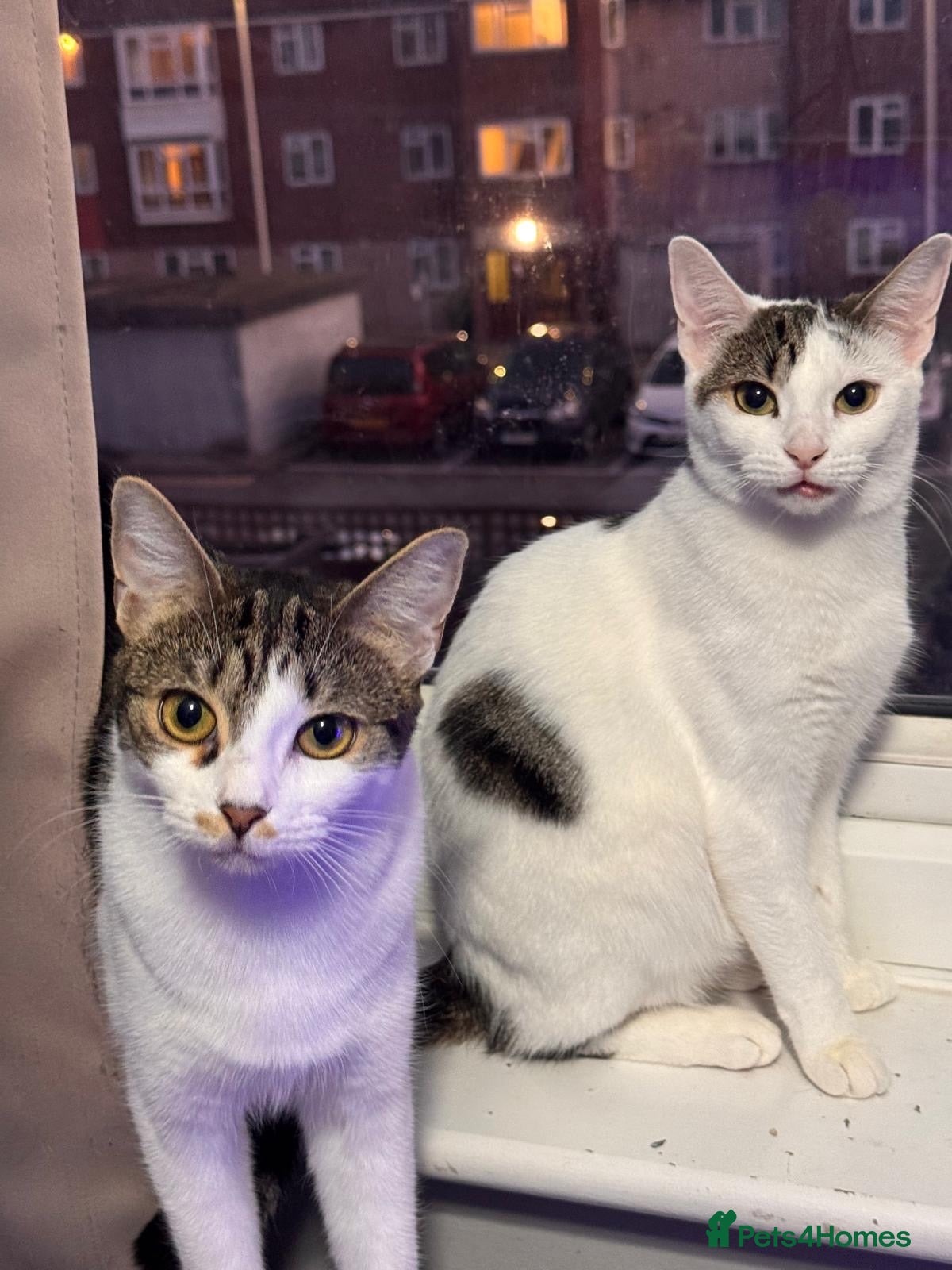 Domestic Shorthair cats Lily & Tallulah - Adopt Cats in Crisis East Ldn - Advert 20