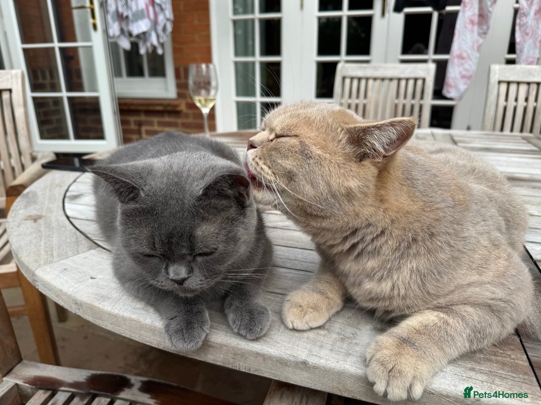 Brazilian Shorthair cats for sale: British Shorthair Kittens - Image 13