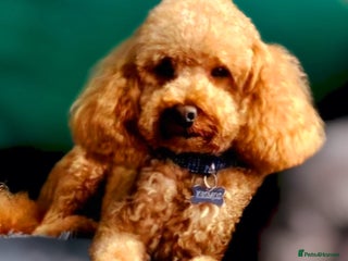 Toy Poodle dogs in Gloucester - Advert 12