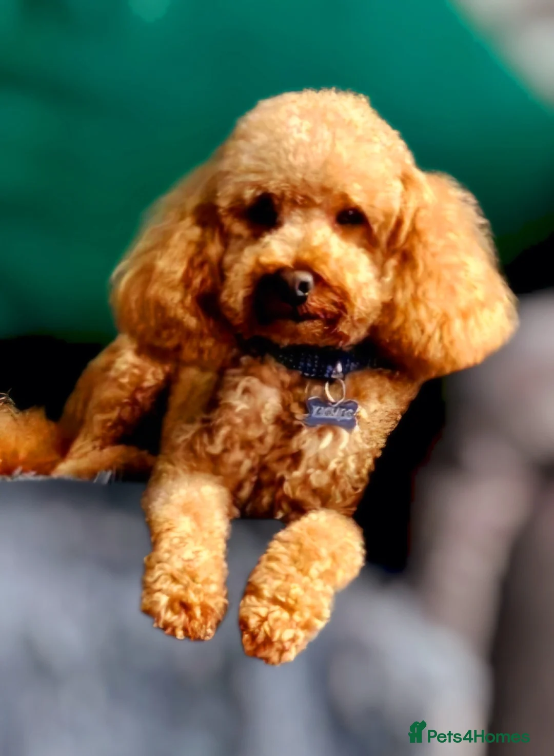 Toy Poodle dogs for stud:  stud toy poodle, KC reg and DNA tested and clear in Gloucester - Advert 4