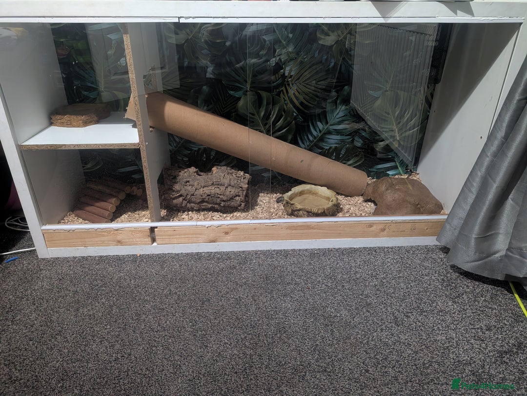 Snake reptiles for sale: Banana het Python  - Advert 7