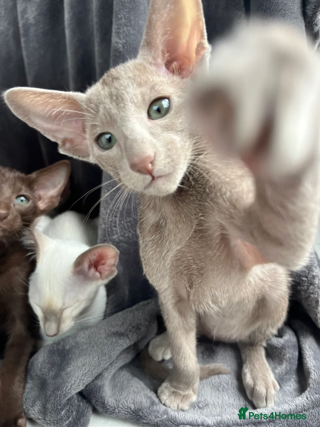 Oriental cats for sale: Supreme pedigree Oriental kittens GCCF reg - Advert 25