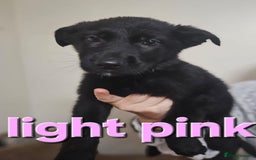 German Shepherd dogs for sale: German Shepherd puppies - Image 4
