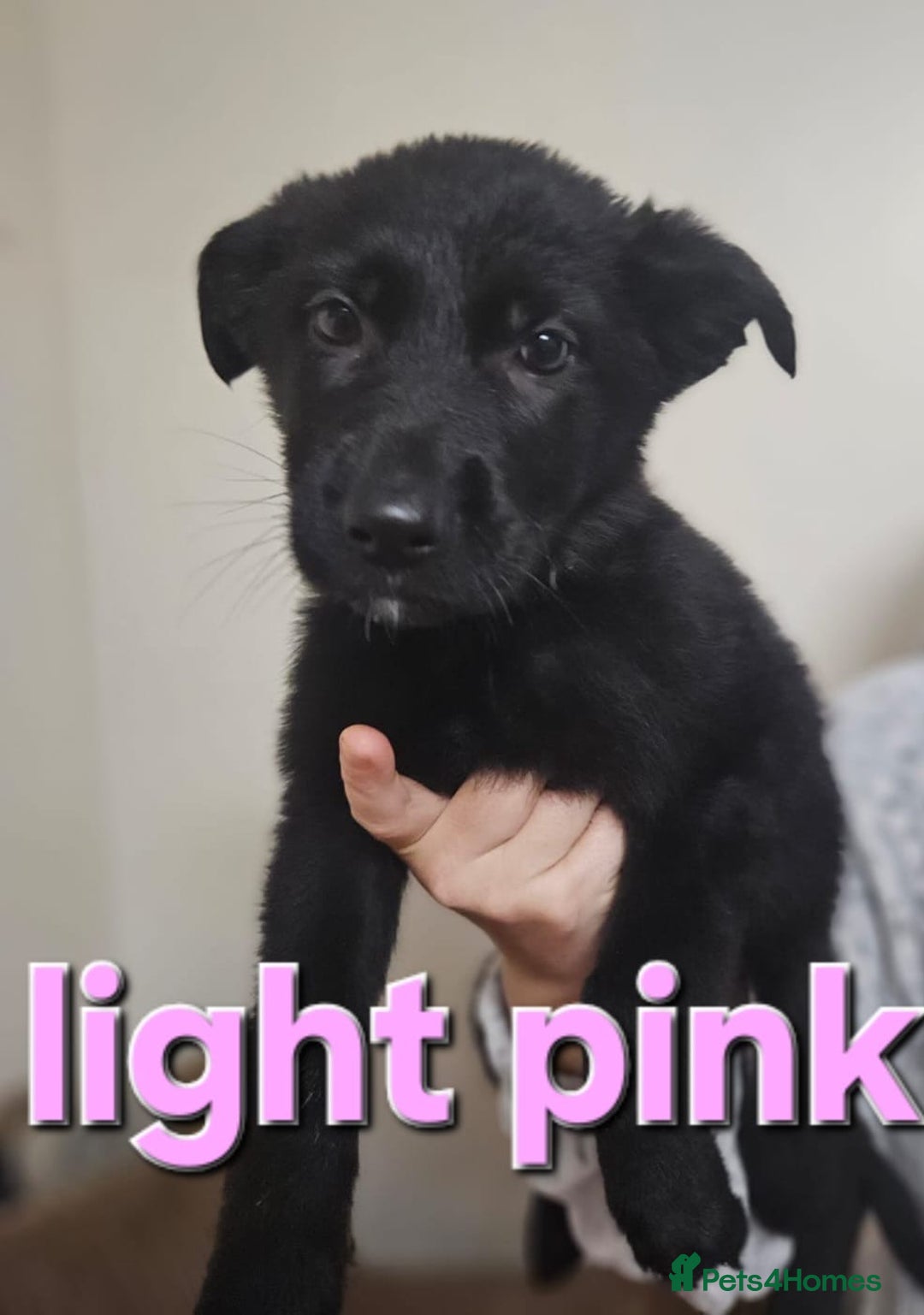 German Shepherd dogs for sale: German Shepherd puppies - Image 4