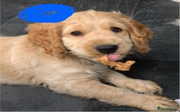 Cockapoo dogs for sale: Cockapoo puppies ready now!!! - Image 19