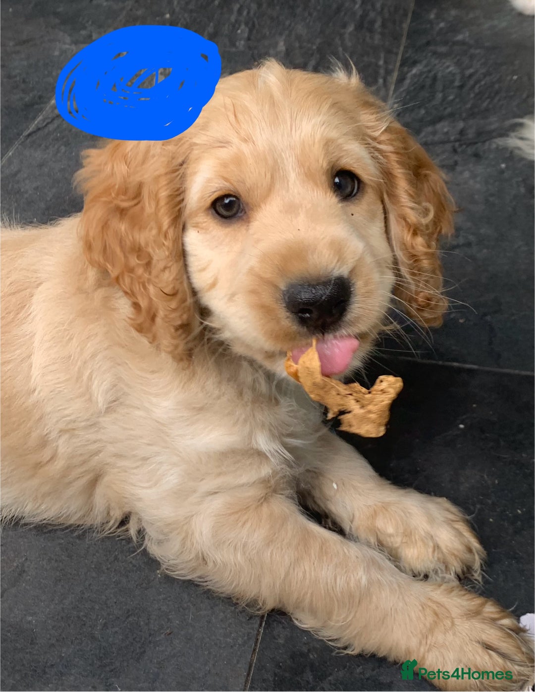 Cockapoo dogs for sale: Cockapoo puppies ready now!!! - Image 19