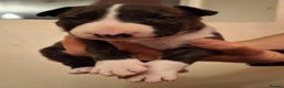 English Bull Terrier dogs for sale: Top quality Bull Terrier puppies available. - Advert 1