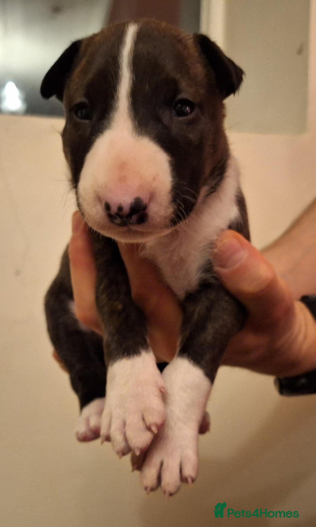 English Bull Terrier dogs for sale: Top quality Bull Terrier puppies available. - Advert 1